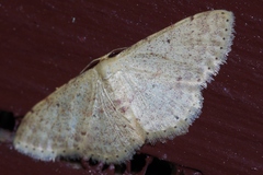 Idaea sakuraii