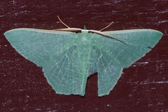 Thalassodes intaminata