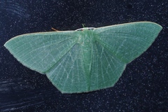 Thalassodes intaminata