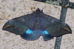 Ischyja ferrifracta