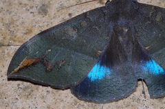 Ischyja ferrifracta