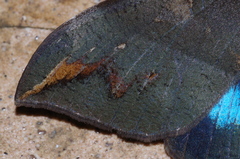 Ischyja ferrifracta