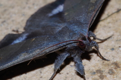 Ischyja ferrifracta