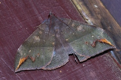 Ischyja ferrifracta