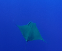 Mobula tarapacana
