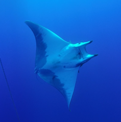 Mobula tarapacana