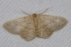 Idaea neovalida