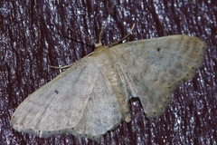 Idaea neovalida