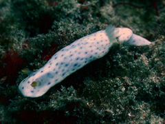 Chromodoris aspersa