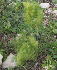 Ferula