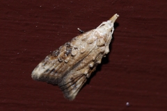 Peragrarchis syncolleta