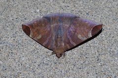 Pindara illibata