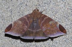 Pindara illibata