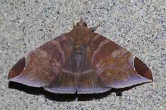 Pindara illibata
