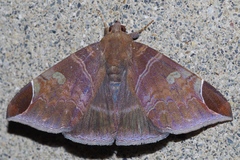 Pindara illibata