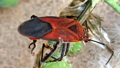 Leptocoris mitellatus