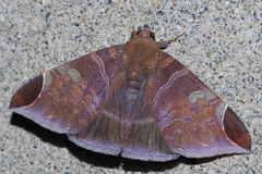 Pindara illibata
