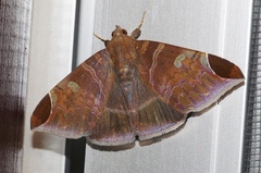 Pindara illibata
