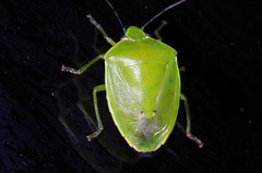 Glaucias subpunctatus