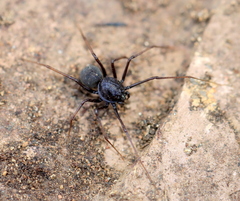 Scytodes elizabethae