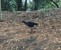 Porphyrio melanotus melanotus