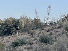 Nolina bigelovii