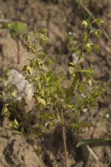 Veronica intercedens