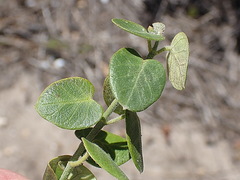 Cynanchum obtusifolium