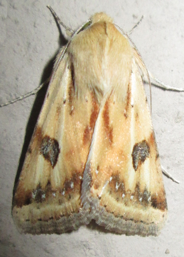 Heliothis scutuligera Guenée, 1852