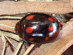 Paropsisterna octosignata