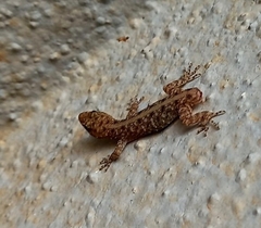 Cnemaspis mysoriensis