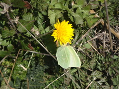 Gonepteryx cleopatra