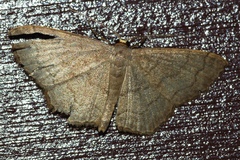 Scopula plumbearia