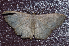 Scopula plumbearia