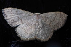 Scopula plumbearia