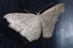 Scopula plumbearia