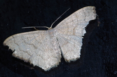 Scopula plumbearia