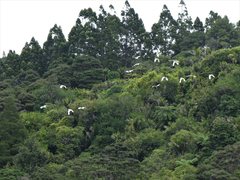 Cacatua galerita galerita