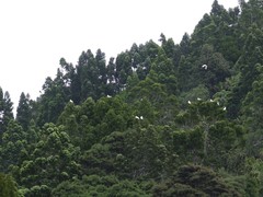 Cacatua galerita galerita