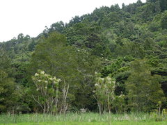 Cacatua galerita galerita
