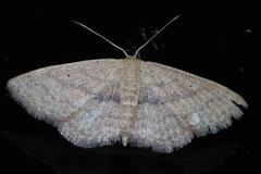 Scopula personata