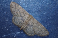 Scopula personata