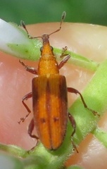 Oreocalus cinnamomea