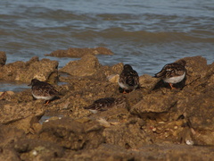 Arenaria interpres