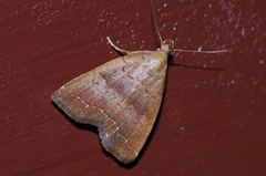 Polypogon ryukyuensis