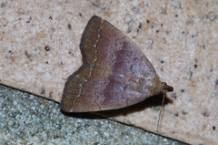 Polypogon ryukyuensis