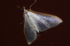 Palpita nigropunctalis