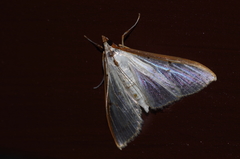 Palpita nigropunctalis