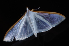 Palpita nigropunctalis