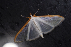 Palpita nigropunctalis